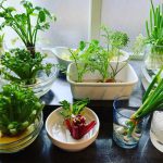 reborn vegetable